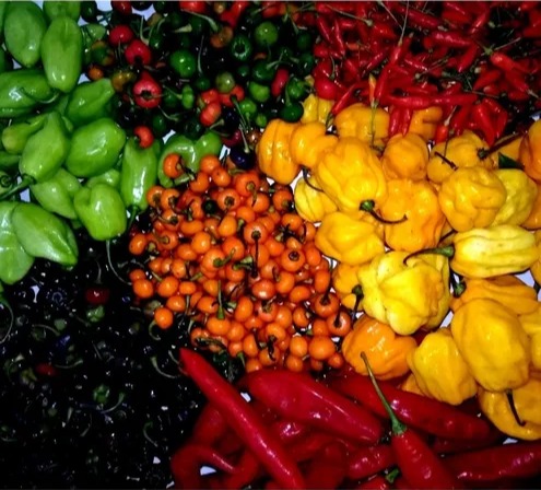 Pimenta-de-cheiro na cozinha